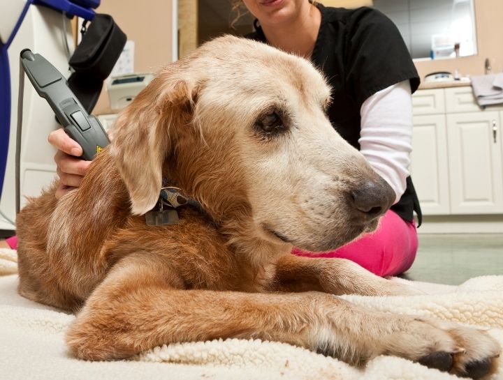 Laser Therapy for Dogs