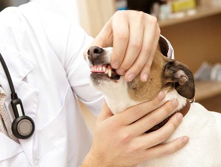 Periodontal Disease in Dogs and Cats: What You Need to Know