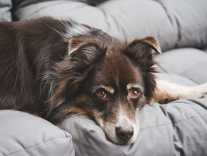 How to Help a Dog or Cat With Arthritis