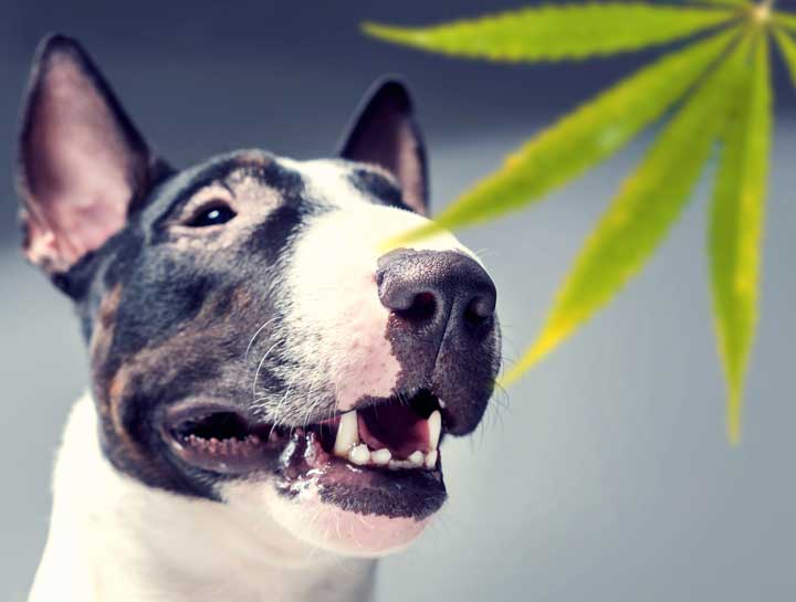 Cannabis, Cats & Canines