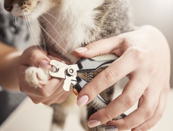 Considering Declawing a Cat? Five Questions Answered!