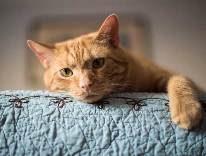 Cat Renal Disease: Symptoms and How to Slow the Disease