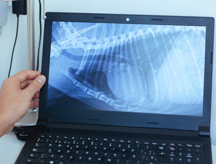 Diagnosing Pets: Which Is Better, X-Ray or Ultrasound?