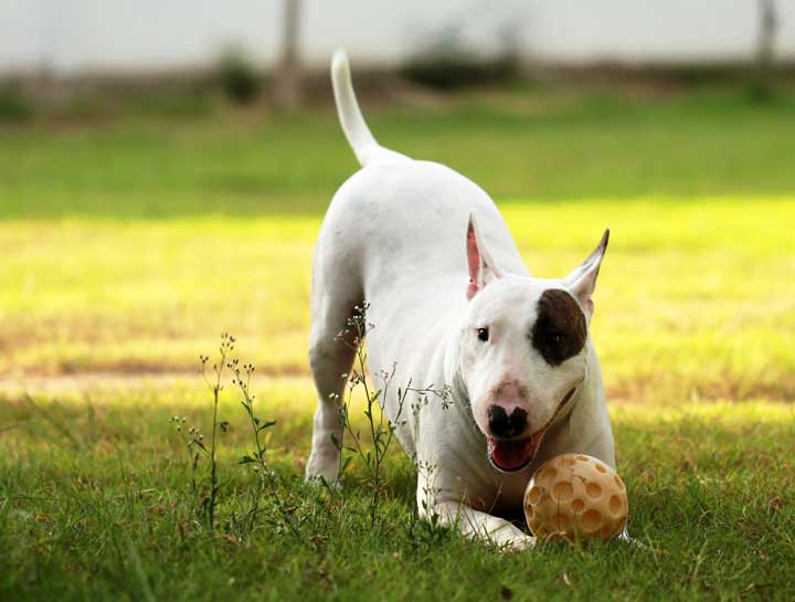 The Best Castle Rock Dog Parks