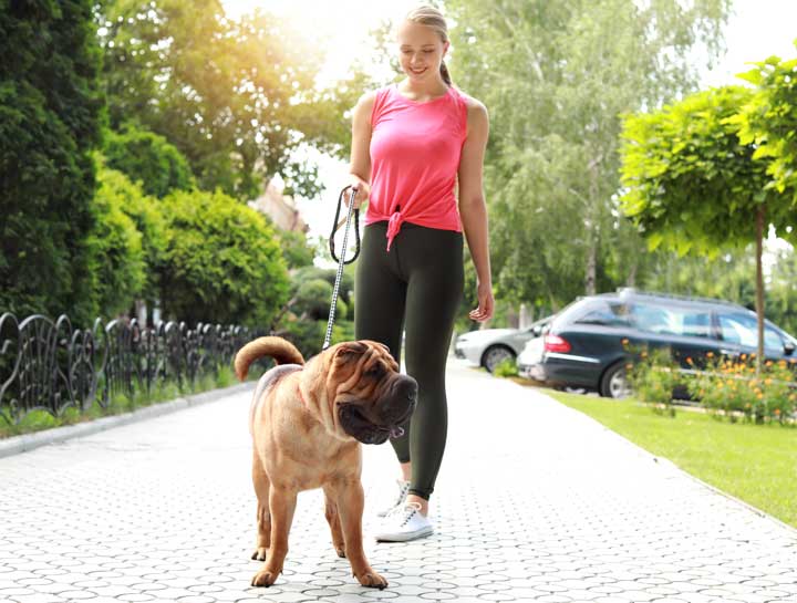 Protect Your Dog’s Paws From Hot Pavement and Rocky Trails