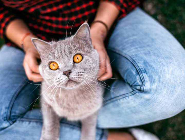 Ear Mites in Cats: The Good, the Bad, and the Itchy