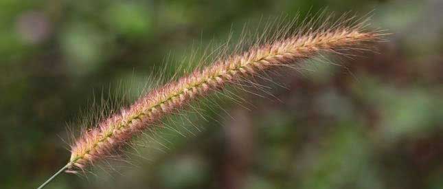 Foxtail