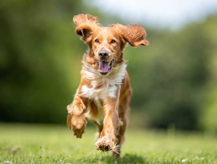 Foxtails in Colorado Dogs: How to Protect Your Pup