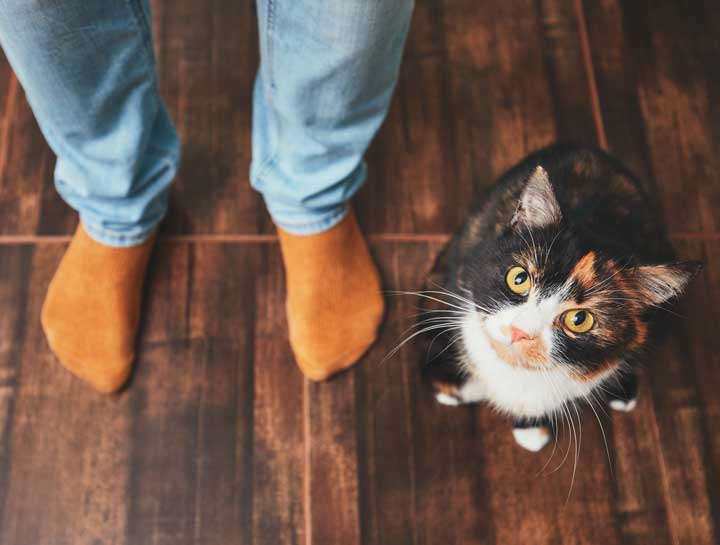 Intestinal Parasites in Colorado Cats: What You Need to Know