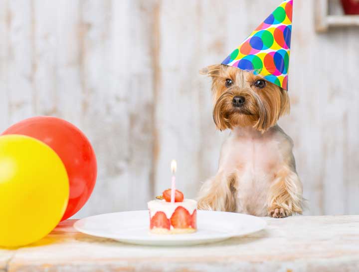 IT’S YOUR PET’S BIRTHDAY!