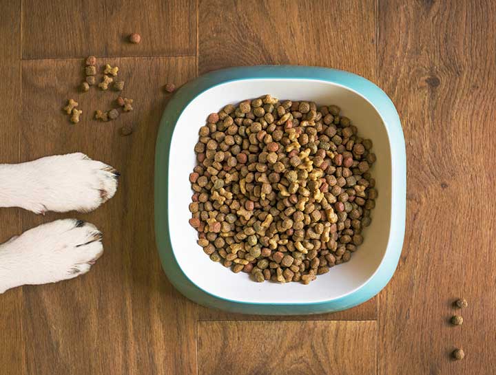 iVet Dog Foods & Cat Foods: Why Our Veterinarians Are Big Fans