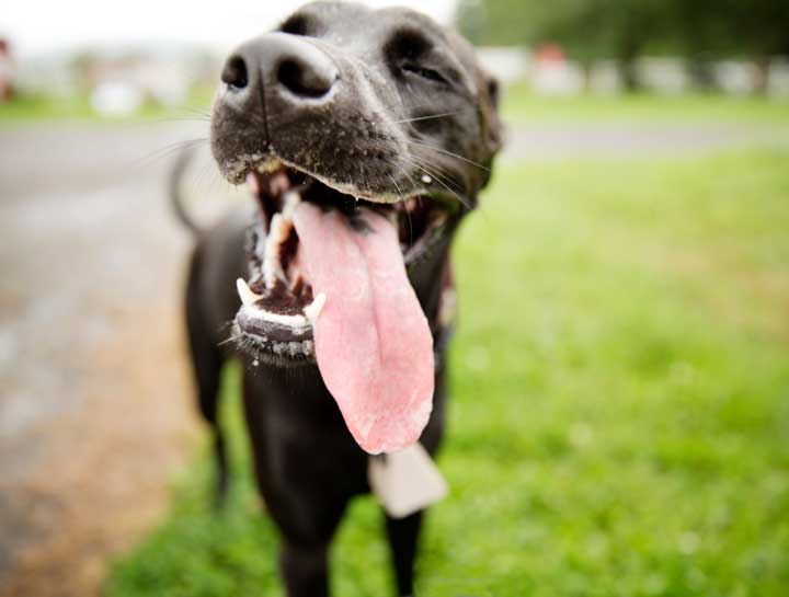 Overheated Dogs: Tips to Avoid Dehydration and Signs to Watch for