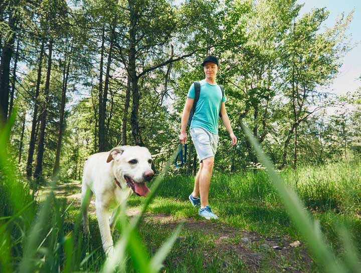 What to Do for a Dog Wound When Hiking in Colorado